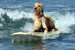 Dog Surfing Contest